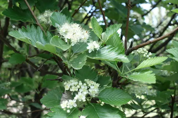 Numerous white flowers of Sorbus aria in mid May