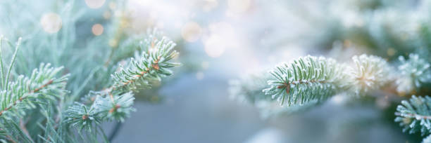 Rime covered fir branches in winter
