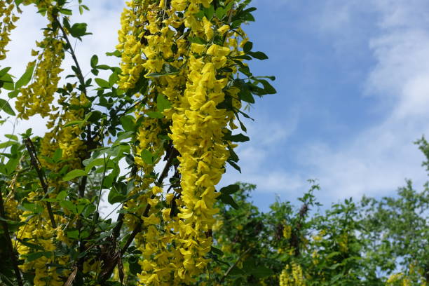 Golden yellow flowers of Laburnum anagyroides against blue sky in May Golden yellow flowers of Laburnum anagyroides against blue sky in May bright yellow laburnum flowers in garden golden chain tree image stock pictures, royalty-free photos & images