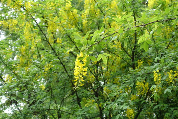 Inflorecsence of Laburnum anagyroides bush in May Inflorecsence of Laburnum anagyroides bush in May bright yellow laburnum flowers in garden golden chain tree image stock pictures, royalty-free photos & images