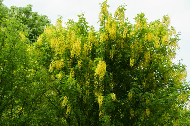 Many yellow racemes of flowers of Laburnum anagyroides in May Many yellow racemes of flowers of Laburnum anagyroides in May bright yellow laburnum flowers in garden golden chain tree image stock pictures, royalty-free photos & images