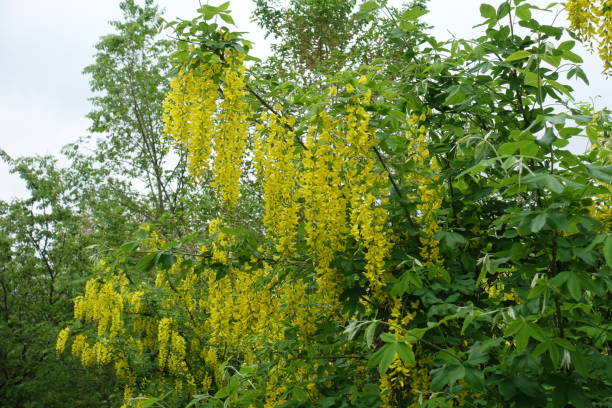Long yellow panicles of Laburnum anagyroides in May Long yellow panicles of Laburnum anagyroides in May bright yellow laburnum flowers in garden golden chain tree image stock pictures, royalty-free photos & images