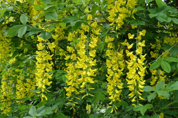 Multiple panicles of yellow flowers of Laburnum anagyroides in May Multiple panicles of yellow flowers of Laburnum anagyroides in May bright yellow laburnum flowers in garden golden chain tree image stock pictures, royalty-free photos & images