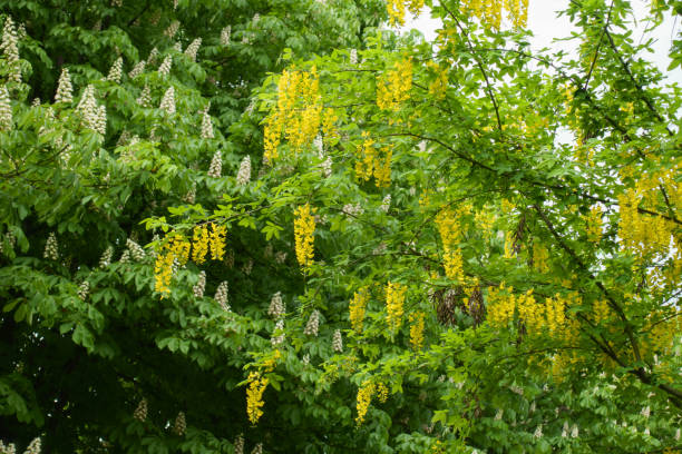 Numerous yellow racemes of Laburnum anagyroides in May Numerous yellow racemes of Laburnum anagyroides in May bright yellow laburnum flowers in garden golden chain tree image stock pictures, royalty-free photos & images