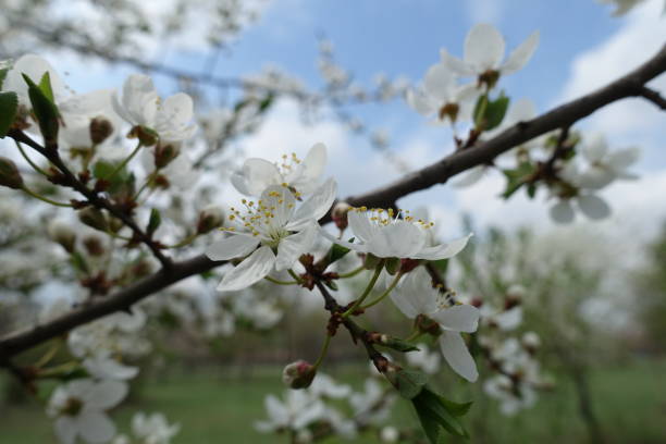 istock Bundle of white flowers of plum tree on short stalks 1275021408