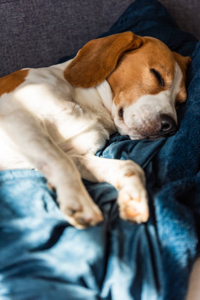 istock Beagle dog tired sleeps on a couch in sun rays. 1275021706