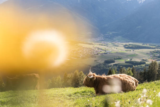 Blur Flowers and Mountains Meadow
