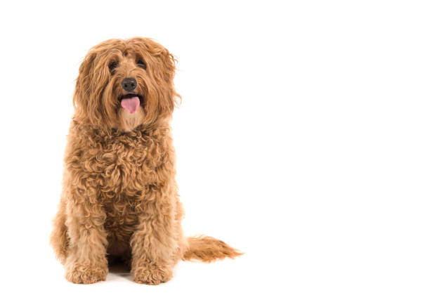 istock Labradoodle looking at the camera sitting on a white background 1275028357