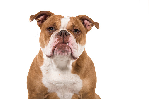 Portrait of an old english bulldog looking at the camera isolated on a white background