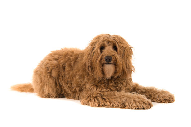 istock Labradoodle lying down and looking at the camera isolated on a white background 1275034447