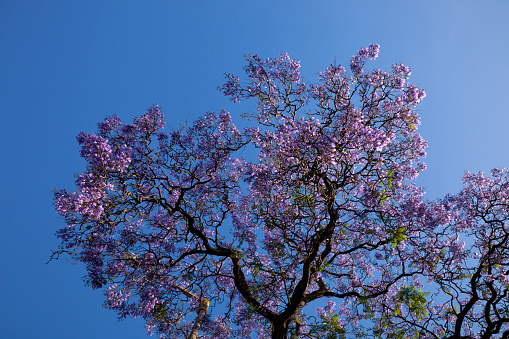 Brazilian rosewood blooming tree over a blue sky