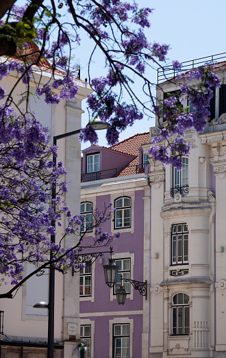Purple building with purple Brazilian rosewood trees blooming in springtime in Lisbon downtown