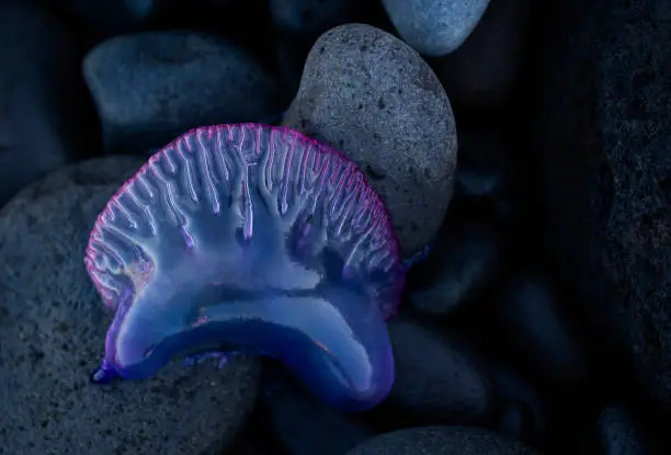 The Portuguese man o' war (Physalia physalis), also known as the man-of-war, blue bottle, or floating terror is a marine hydrozoan found in the Atlantic, Indian and Pacific Oceans.