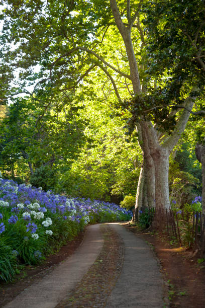 istock Countryroad with blooming agapanthus 1275039576