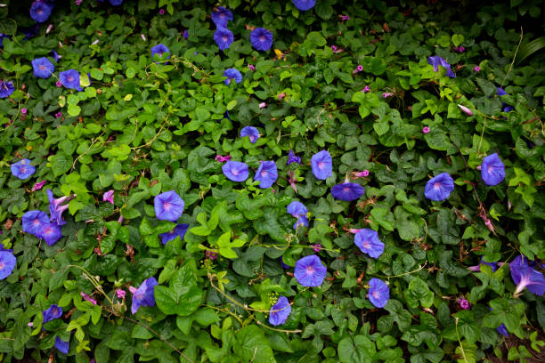istock Purple Volubilis 1275039581