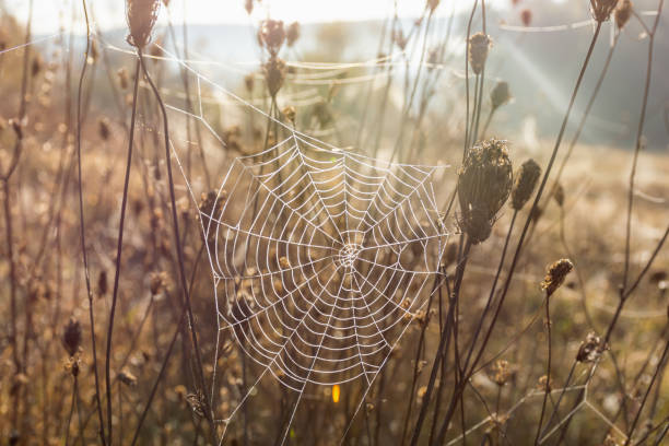 istock A web with dew drops on a dry thorn. Cobwebs in the morning light. 1275040477