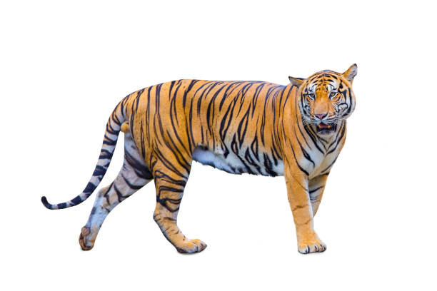 istock royal tiger (P. t. corbetti) isolated on white background clipping path included. 1275041110