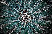cactus plant macro photography, psychedelic graphic art