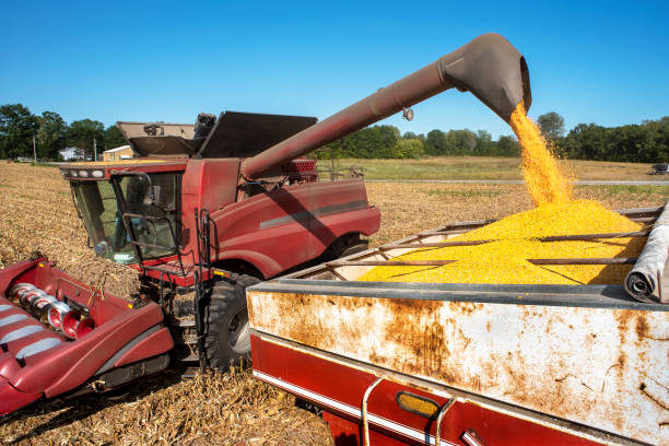 istock Combine harvester loading raw yellow corn kernels into grain cart during corn harvest in corn field 1275049991