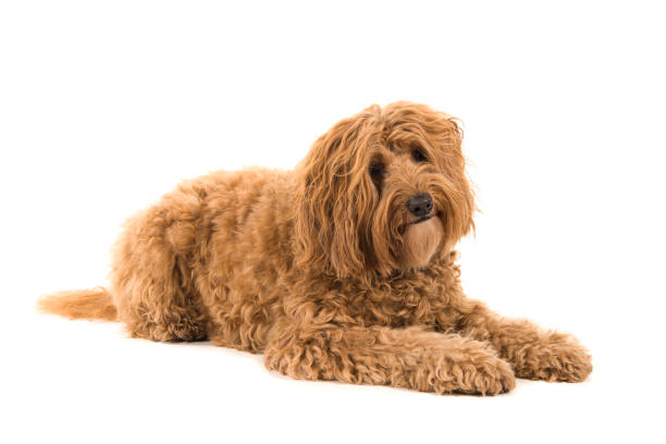 istock Labradoodle lying down and looking at the camera isolated on a white background 1275051400