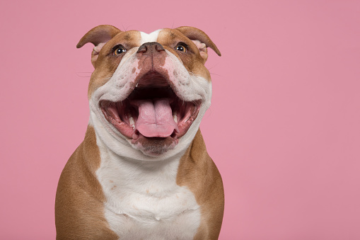 Funny portrait of an old english bulldog looking at the camera with a huge smile on a pink background