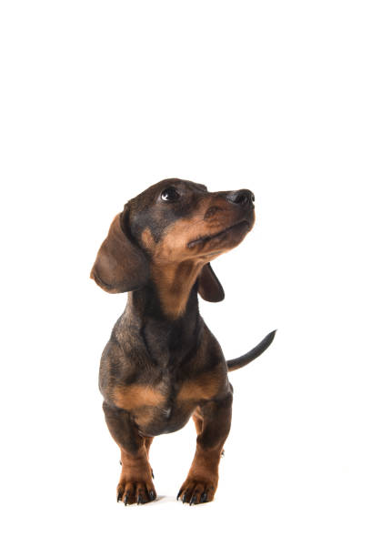istock Smooth haired dachshund looking up standing isolated on a white background seen from the front 1275055503
