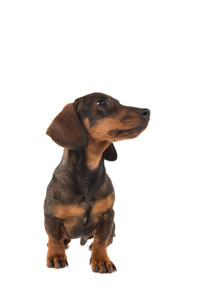 istock Smooth haired dachshund looking to the right standing isolated on a white background seen from the front 1275058792