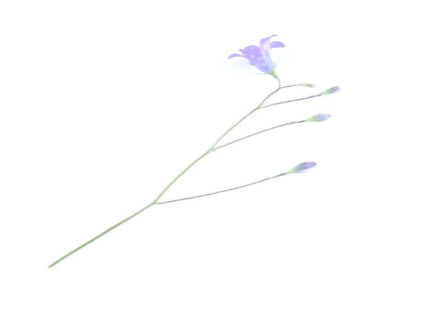 istock bluebell flower on white background 1275059346