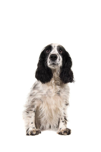 istock Sitting english cocker spaniel seen from the front isolated on a white background 1275060710