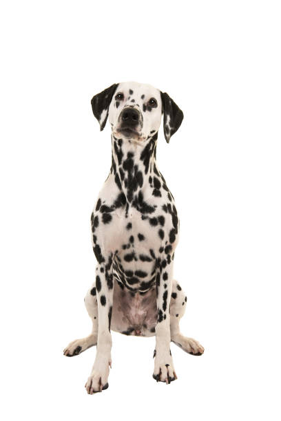 istock Dalmatian dog sitting isolated on a white background seen from the front 1275060711