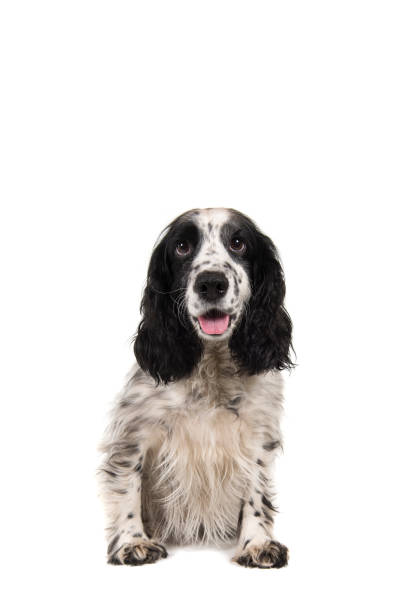 istock Sitting english cocker spaniel with mouth open seen from the front isolated on a white background 1275060714
