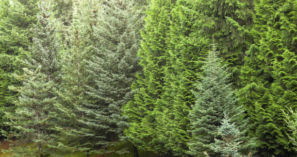 istock Scenic view of rain falling in coniferous forest 1275060945