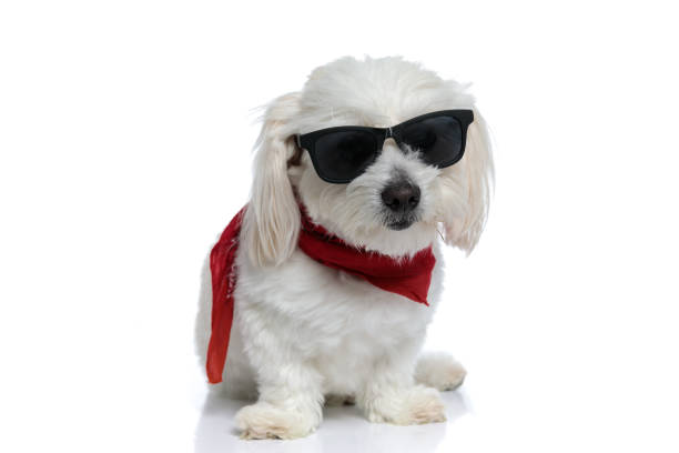 istock seated cool bichon dog posing for the camera 1275061055