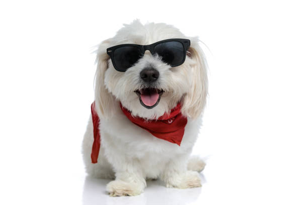 istock adorable little bichon dog striking a cool pose 1275062156
