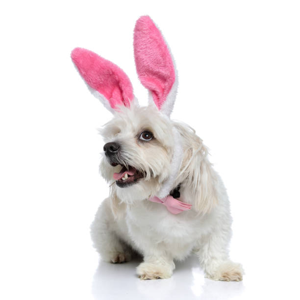 istock cute little bichon dog looking up and dreaming 1275064110