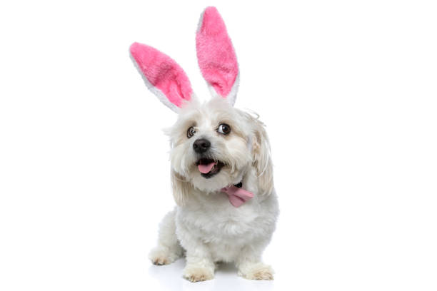 istock cute little bichon dog looking away, panting 1275064346