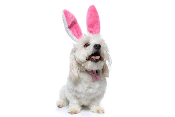 istock seated adorable bichon dog panting against white background 1275064605