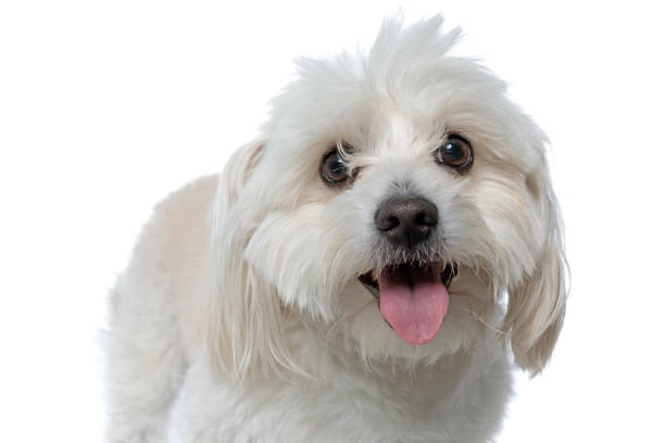 istock bichon dog looking at the camera with his eyes covered 1275066677