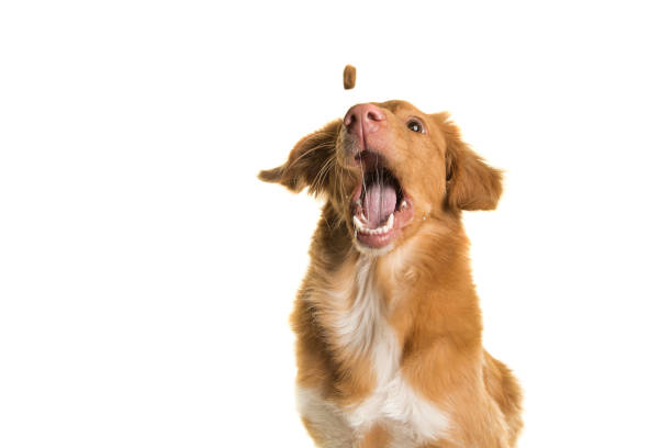 ritratto di un retriever per il pedaggio dell'anatra della nuova scozia che cattura un coockie con la bocca spalancata su uno sfondo bianco - candy cane foto e immagini stock