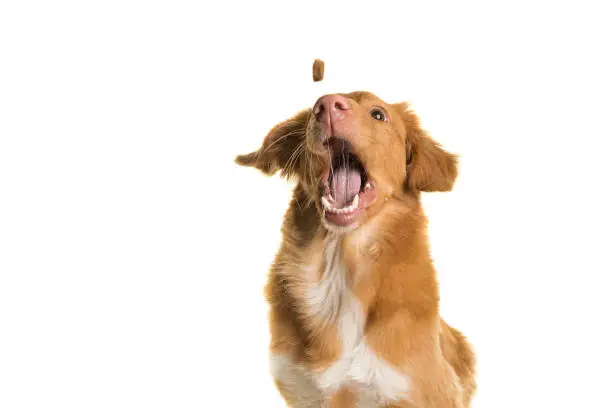Photo of Portrait of a Nova Scotia Duck Tolling Retriever catching a coockie with mouth wide open on a white background