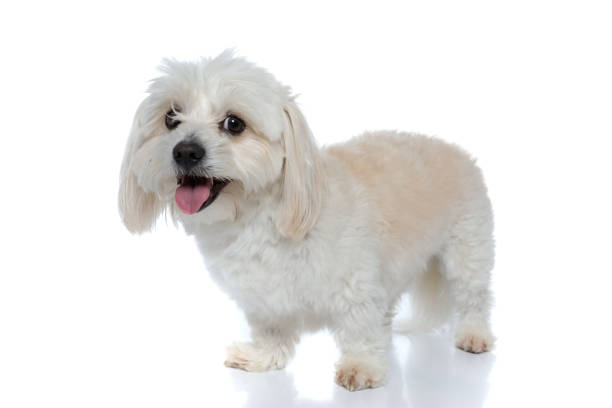 istock bichon dog standing one way and looking the other way 1275067557