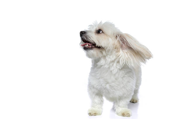 istock adorable small bichon dog raising his ears, looking aside 1275068904