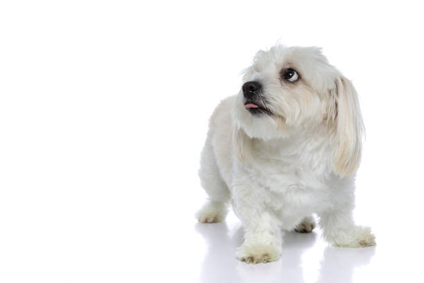 istock cute bichon dog biting his tongue, looking up 1275069228