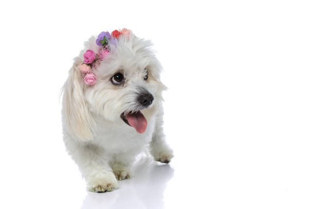 istock bichon dog looking at something that makes him thirsty 1275070156
