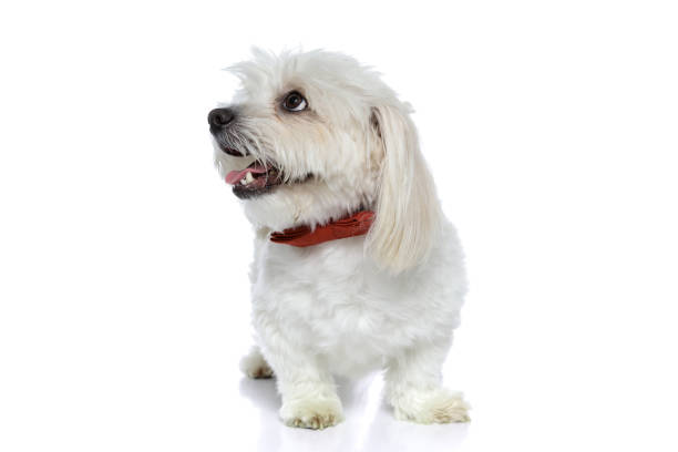 istock elegant bichon dog wearing a red bowtie, looking aside 1275070416