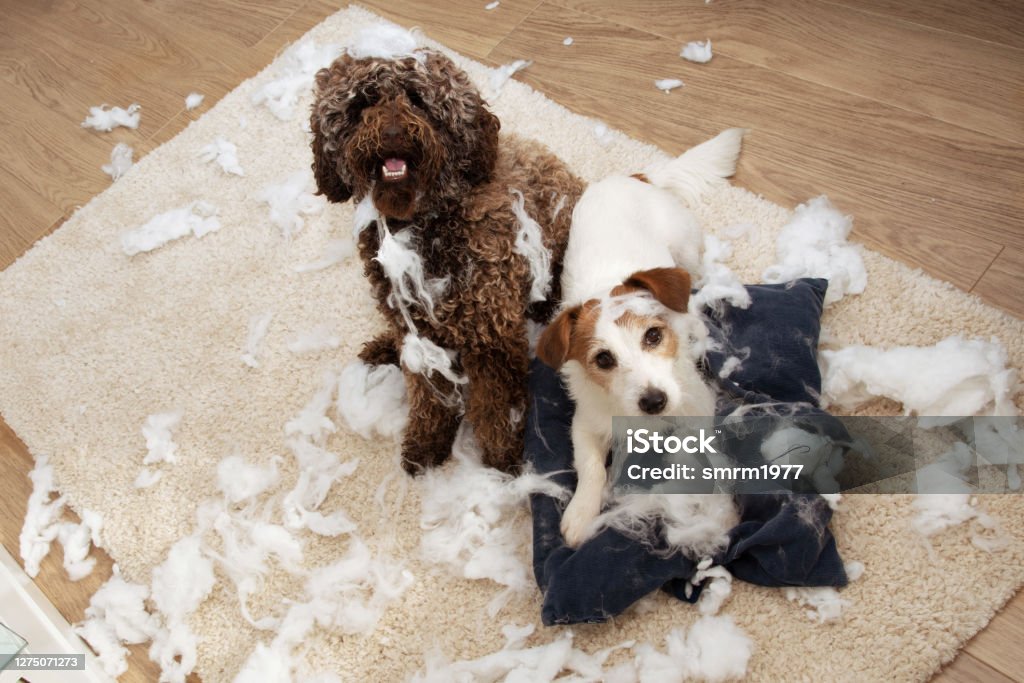 Dog mischief. Two dogs with innocent expression after destroy a pillow. separation anxiety and obedience training concept. High angle view. Dog Stock Photo