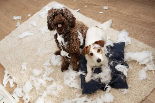 Photo of Dog mischief. Two dogs with innocent expression after destroy a pillow. separation anxiety and obedience training concept. High angle view.