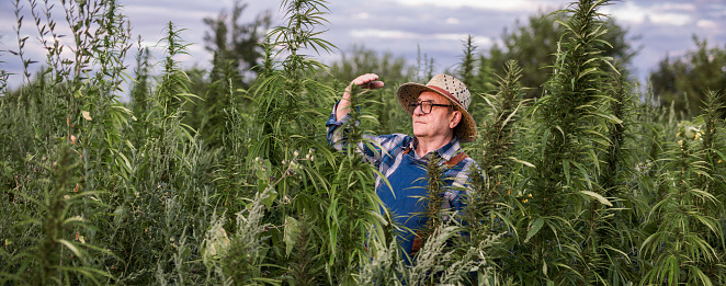 Farm owner checking the cannabis crop