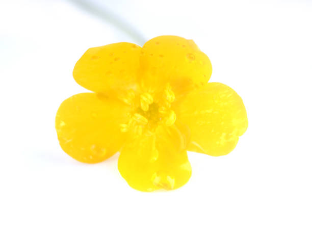 istock yellow buttercup flowers on a white background 1275072000