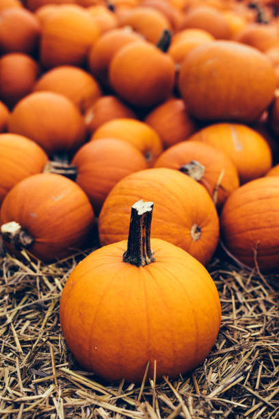 istock Fresh pumpkins on hay. Halloween and Thanksgiving 1275072850